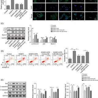 APS Promoted Autophagy And Inhibited Apoptosis In SONFH Cell Model A