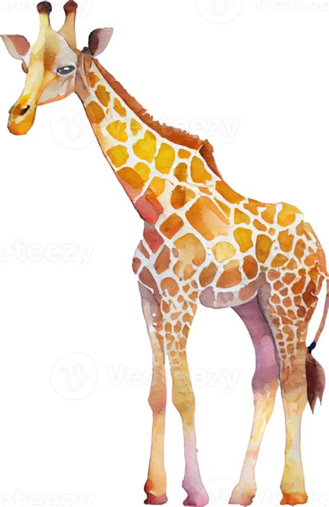 Giraffe Watercolor Illustration Png