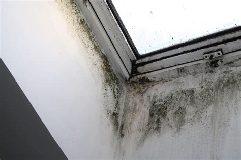 Solving Damp And Mould Problems