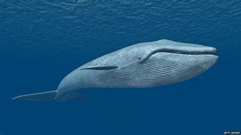 Blue Whale Challenge Administrator Pleads Guilty To Inciting Suicide Bbc News