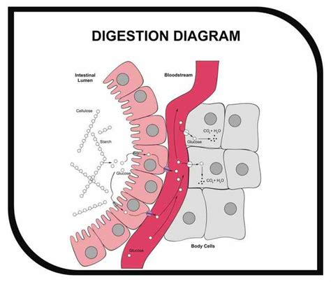 Epithelial Cell Function And Structure | MedicineBTG.com