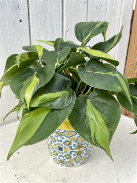 Houseplant Philodendron Brasil In Planter Fergusons Garden Center