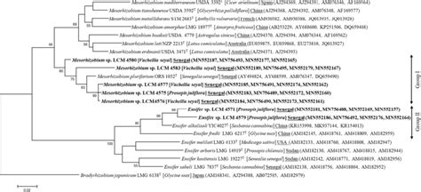 Phylogenetic Tree Constructed Using Concatenated Reca Atpd Gyrb Glna