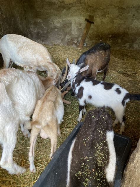 Tauernschecken Ziegen Kaufen Landwirt