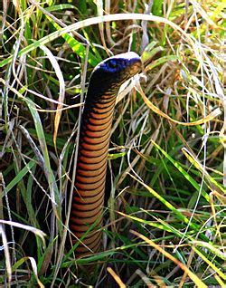 Serpiente Negra De Vientre Rojo Para Ni Os