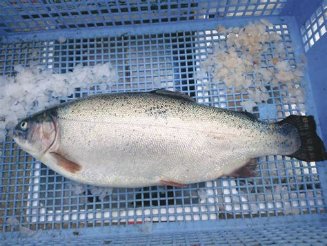 香川「讃岐さーもん」 需要見据えた生産にシフトコロナ禍試練も販路開拓へ意欲【漁業・養殖】和サーモン津々浦々〈3〉 みなと新聞 電子版