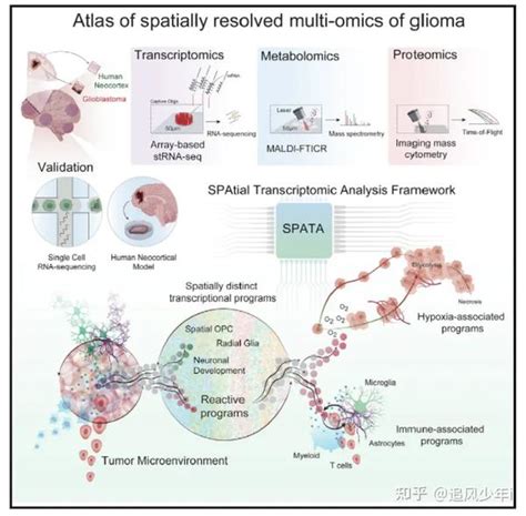 空间多组学分析破译胶质母细胞瘤中的双向肿瘤 宿主相互依赖性空间微环境 知乎