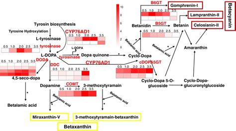 The Expression Analysis Of Betalain Biosynthetic Genes At