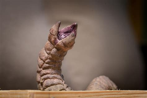 Sandworm from Dune. My 2nd sculpture which I made for my dads birthday ...