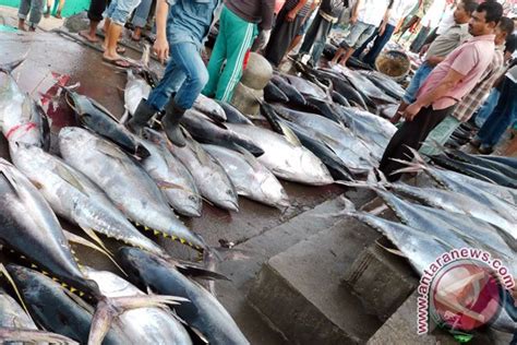 Tangkapan Ikan Tuna Di Lebak Melimpah Antara News