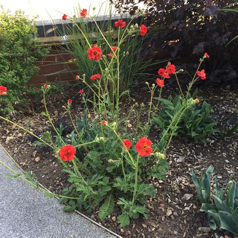 Geum Mrs J Bradshaw Syn Geum Chiloense Mrs J Bradshaw Avens Mrs J Bradshaw In