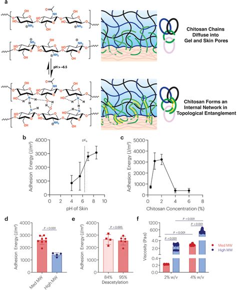 Chitosan Topological Adhesion Depends On PH Polymer Concentration And