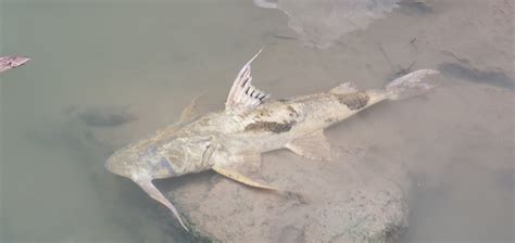 Goonch Catfish