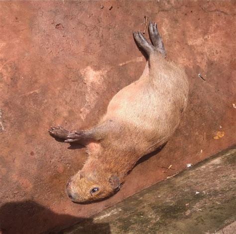 Capivara N O Consegue Levantar Ap S A M E Ser Morta Atropelada E