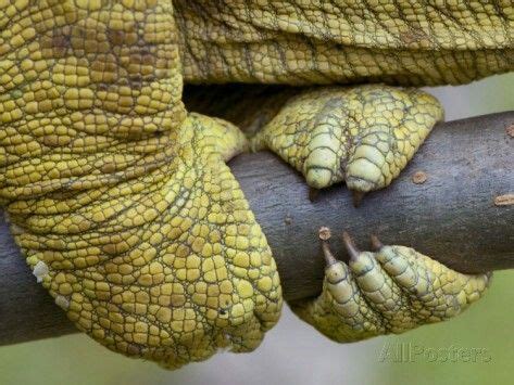 Chameleon feet | Reptiles and amphibians, Chameleon, Nature animals