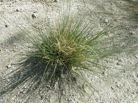 Plantfiles Pictures Blue Grama Grass Blue Gramma Bouteloua Gracilis By Palmbob