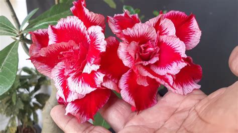 Tudo Que Voc Precisa Saber Como Fazer Enxerto Em Rosa Do Deserto Como