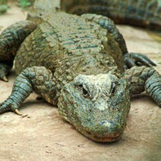 Chinese Alligator Facts and Pictures