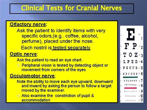 Cranial Nerves I Cranial Nerves 12 pairs two