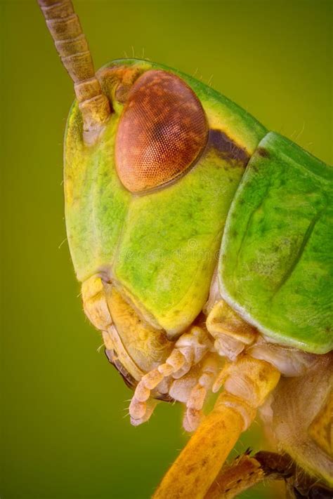 Extreme Sharp And Detailed Macro Portrait Of Green Grasshopper Head Taken With Microscope