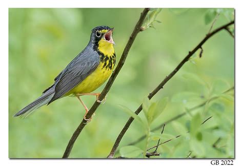 Canada Warbler