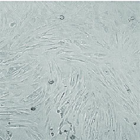 Observation results of cell morphology | Download Scientific Diagram