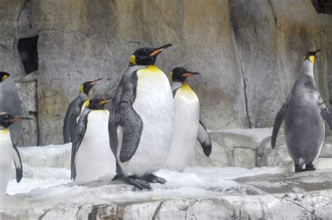 Penguins stock image. Image of penguin, birds, funny - 81114505