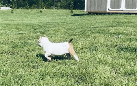 American Bully Puppies For Sale Graham NC 516500