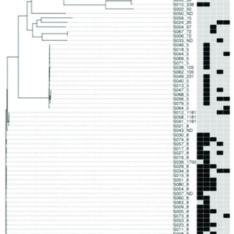 Phylogenetic Analysis Of S Aureus Strains Strains Are Identified By