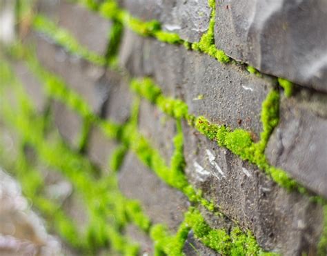 Textura De Muro De Pedra Coberto De Musgo Verde Foto Premium