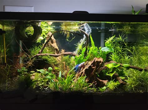 Betta fish tank : r/PlantedTank