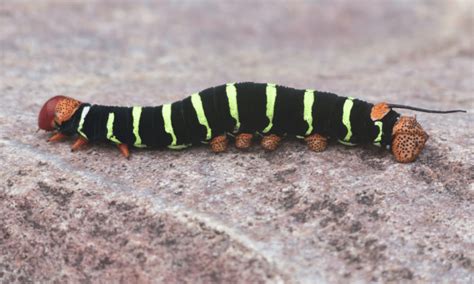 What Do Poisonous Caterpillars Look Like? (With Photos) | Pests Banned