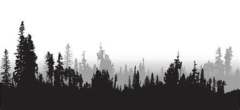 Forest Silhouette Illustration of Treeline Spruce And Pines