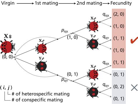 Schematic Mating Decision‐making Tree For A Female Of Species X Download Scientific Diagram