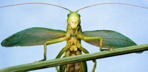 Grasshopper Meaning & Symbolism & Grasshopper Spirit Animal