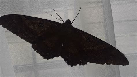 Alima As Qu Significa Una Mariposa Negra En La Casa