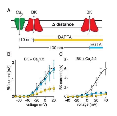 Proximal Clustering Between BK And CaV1 3 Channels Promotes Functional