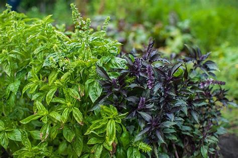 Fresh Harvesting Basil Fresh Harvesting Basil On A Garden Background ...