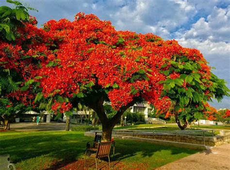 Делоникс королевский (Delonix). Фото, где растет дерево в России ...