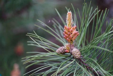 Is Pine Tree a Flowering Plant? (And When Do They Bloom?) - Conserve ...