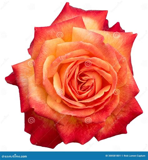 Floribunda Tea Hybrid Rose Rosa Meteor Orange Yellow Double Flower Without Background Stock