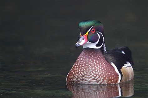 Wood Duck - Wildlife Heritage Foundation