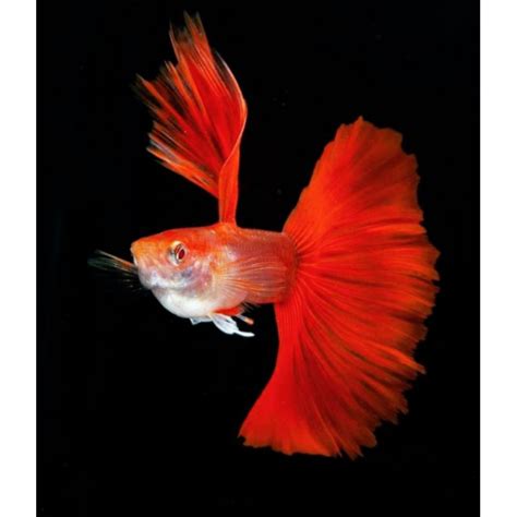 Jual Ikan Hias Guppy Afr Albino Full Red Hiasan Aquarium Kolam Dan