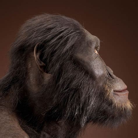 Australopithecus Afarensis Image Of Male Reconstruction Based On Al444