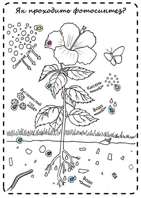 Sb Parts Of A Plant Labelling Worksheets Artofit