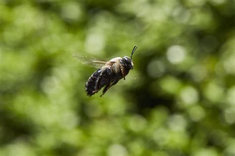 Identifying Carpenter Bees