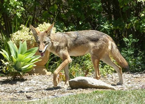 Coyote Poop 101: Identification & Dangers [with Pictures]