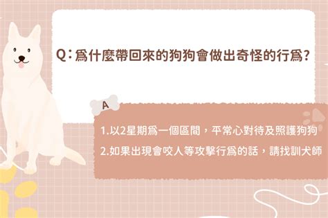 領養狗狗回家「竟在原地無限轉圈」！解析愛犬奇怪行為 訓練師教你1招化解 飼養二三事 Udn寵物部落