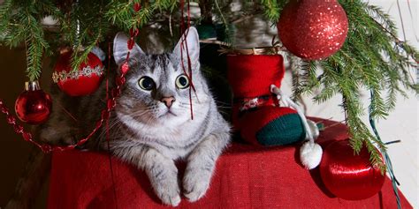 How To Keep Cats Away From Christmas Trees According To Experts