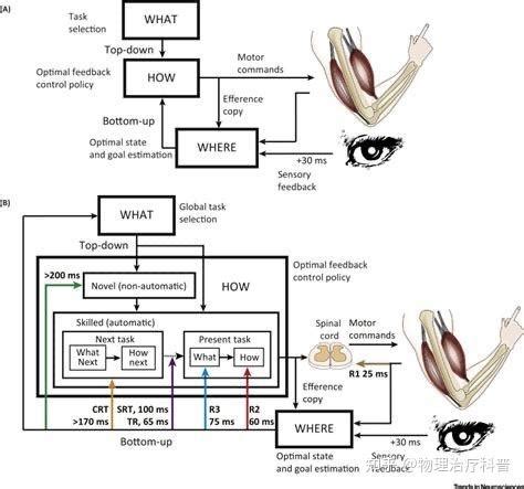 Sensorimotor Control